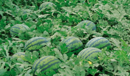 碗盆吃瓜爆料图片大全,揭秘娱乐圈幕后风云