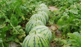 反差吃瓜爆料大瓜泄露蒜香,大瓜泄露背后的蒜香故事