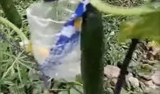 大连爆料吃瓜事件视频最新,吃瓜事件视频揭秘，真相背后引热议